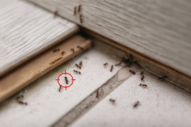 Best Best Pest Control Companies  in Medulla, FL