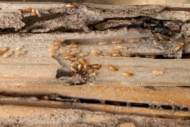 Best Insect Control  in Medulla, FL